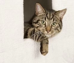 Kerbl Kattenkrabton Galina 40x40x78 Cm Wit En Bruin