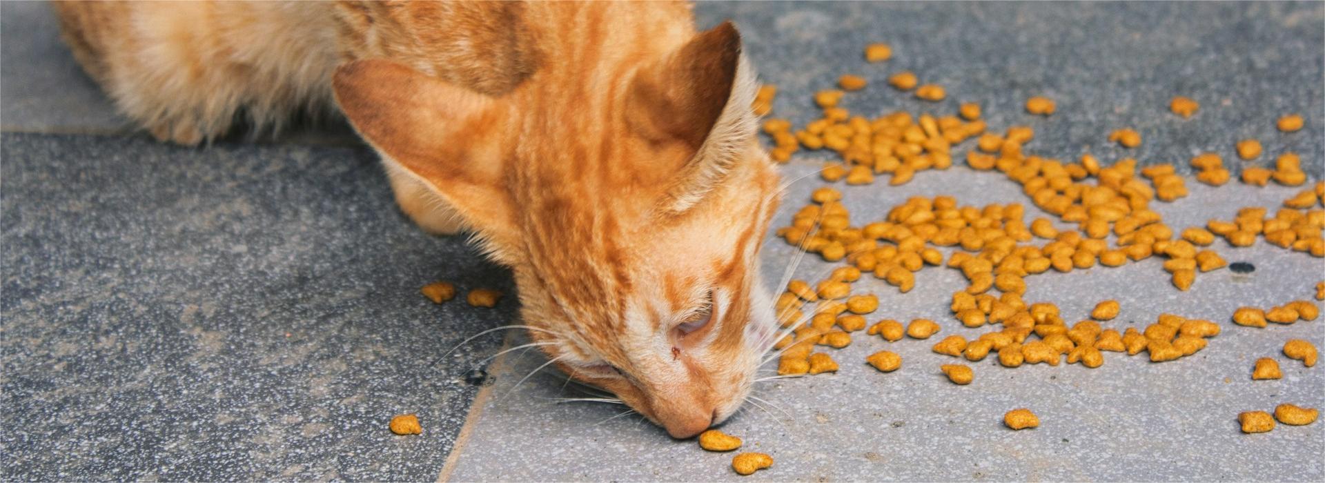 Huisdierbenodigdheden Winkel -Huisdierbenodigdheden Winkel am fFDPv 9aphw unsplash