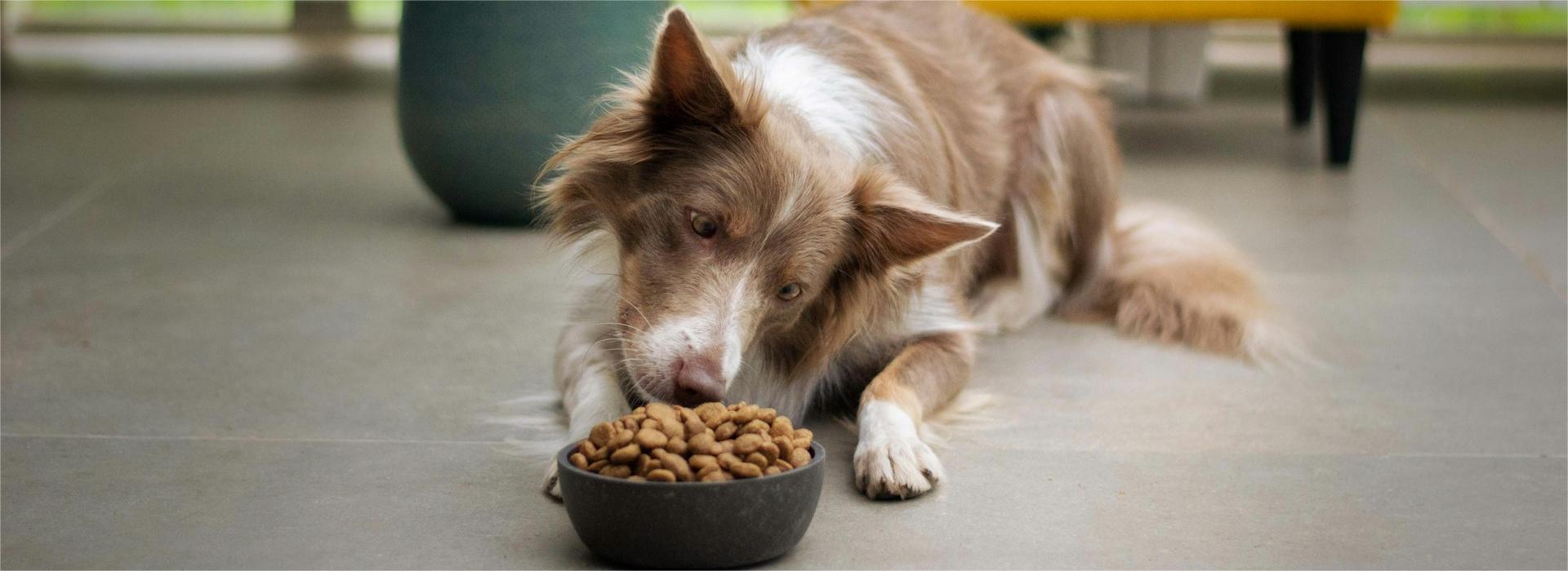 Huisdierbenodigdheden Winkel -Huisdierbenodigdheden Winkel ayla verschueren QIbjKOsmIhQ unsplash 1